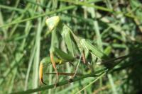 Mantis religiosa