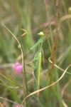 Mantis religiosa