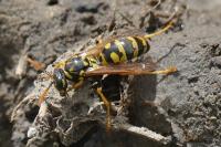 Polistes gallicus