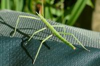 Clonopsis gallica