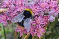 Bombus pratorum