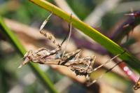 Empusa pennata