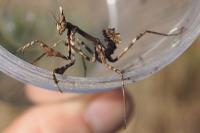 Empusa pennata