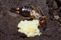 Forficula auricularia