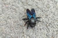 Xylocopa