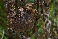 Polistes dominula