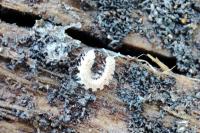Brachydesmus superus