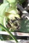 Colletes cunicularius infuscatus