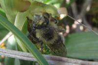 Colletes cunicularius infuscatus