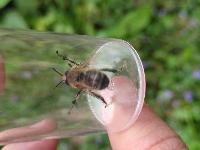 Bombus sylvarum