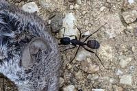Camponotus cruentatus