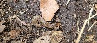 Scolopendra oraniensis