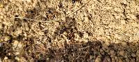 Messor wasmanni