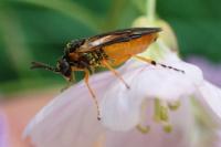 Athalia bicolor