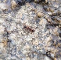 Leptothorax acervorum