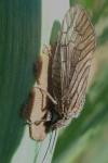 Sialis lutaria