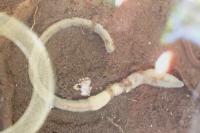 Eiseniella tetraedra