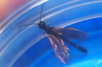 Cephidae