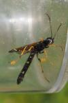 Cephidae