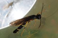 Cephidae