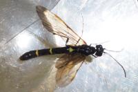 Cephidae