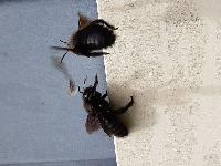 Xylocopa violacea