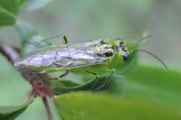 Rhogogaster punctulata