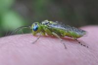 Rhogogaster punctulata