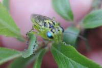 Rhogogaster punctulata