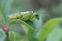 Rhogogaster punctulata