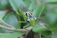 Rhogogaster punctulata