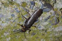 Perlodes microcephalus