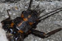 Perlodes microcephalus