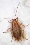 Ectobius pallidus