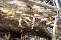 Reticulitermes flavipes