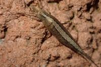 Lepismachilis targionii