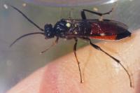 Tenthredopsis
