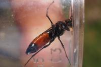 Tenthredopsis
