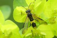 Tenthredo temula