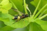 Tenthredo temula