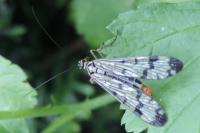 Panorpa communis