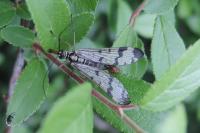 Panorpa communis