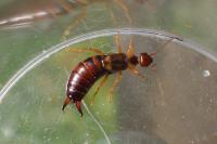 Forficula auricularia