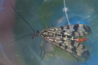 Panorpa vulgaris