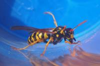 Polistes dominula