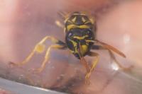 Polistes dominula