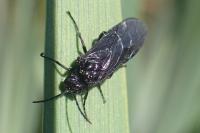 Phymatocera aterrima
