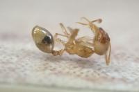 Pheidole pallidula