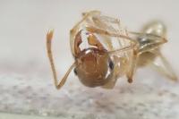 Pheidole pallidula