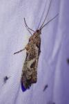Glyphotaelius pellucidus